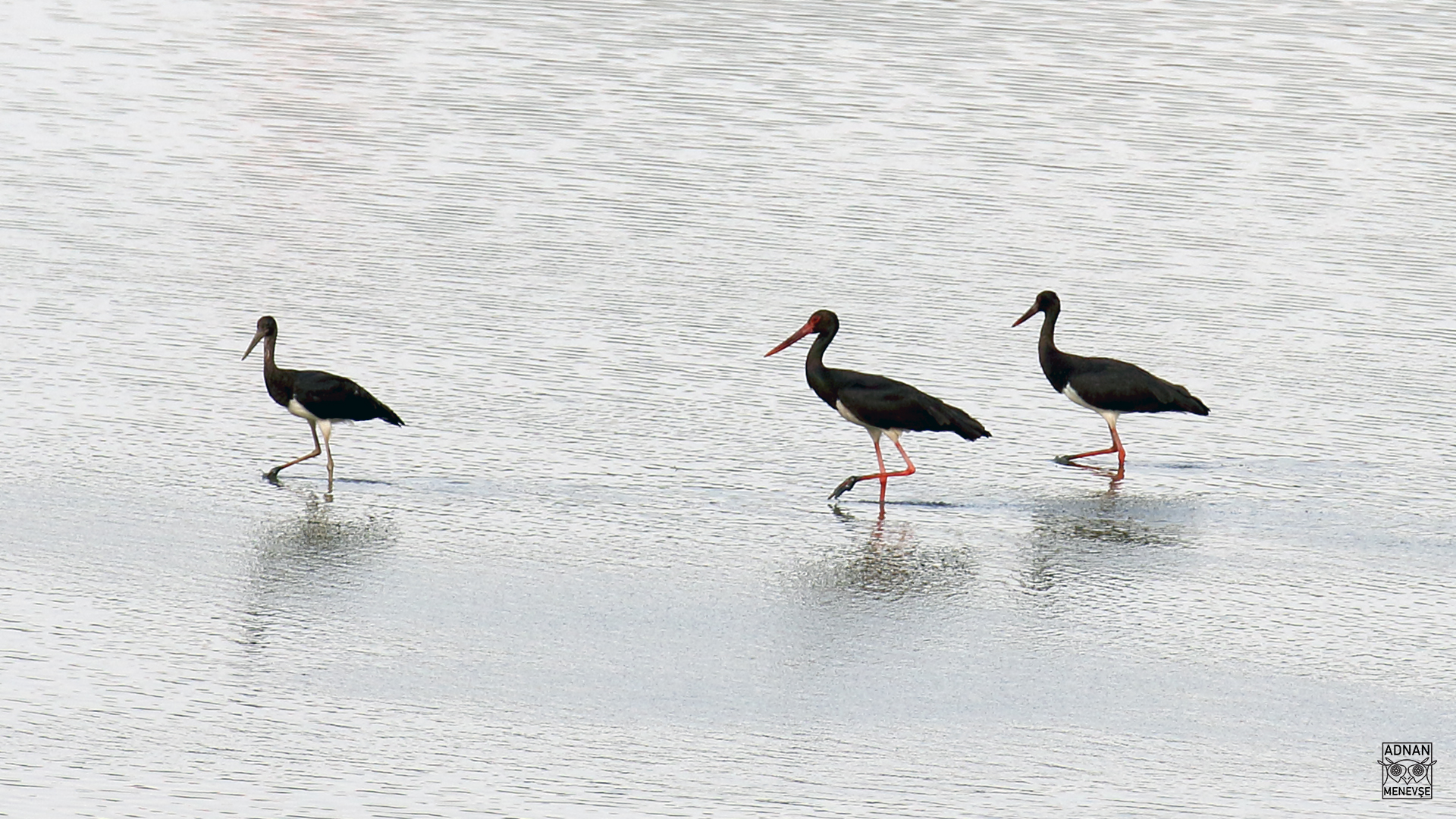 Black Stork
